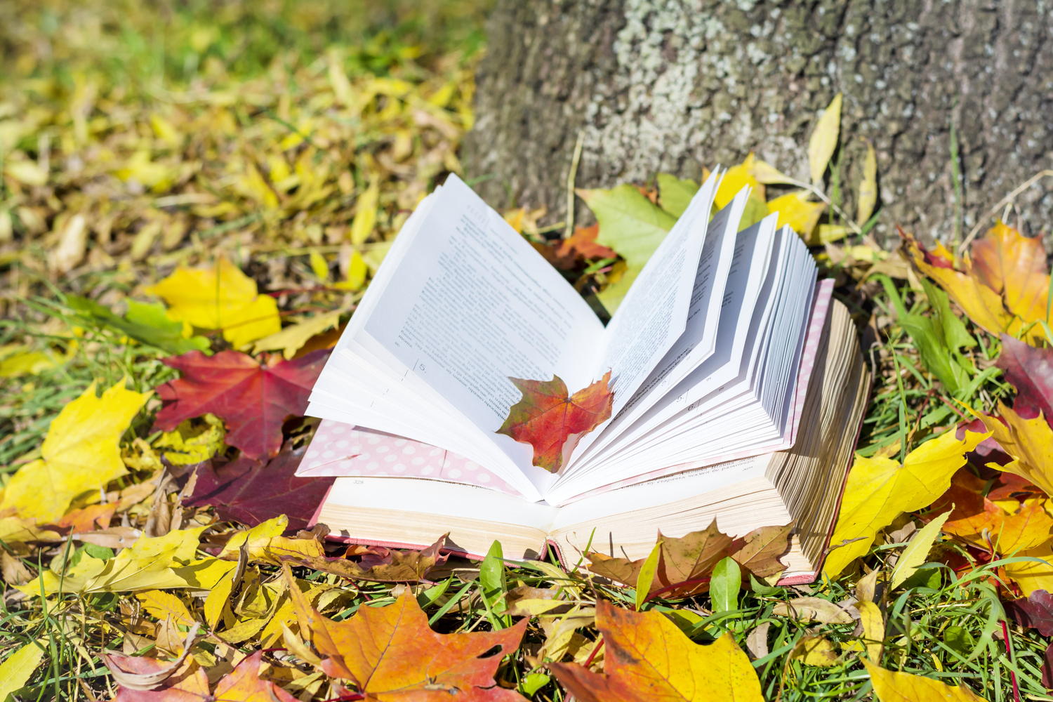 livres ouverts feuilles autour